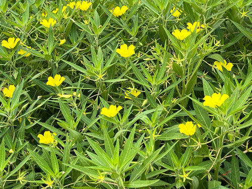 Ludwigia hexapetala, photograph 6