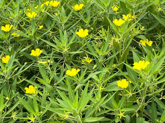 Ludwigia hexapetala, photograph (c) armeria, some rights reserved (CC BY)