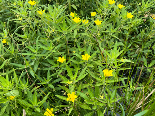 Ludwigia hexapetala, photograph 4
