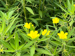 (c) armeria, some rights reserved (CC BY) Ludwigia hexapetala, photograph (c) armeria, some rights reserved (CC BY)