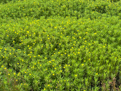 (c) armeria, some rights reserved (CC BY) Ludwigia hexapetala, photograph (c) armeria, some rights reserved (CC BY)