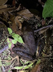 Limnonectes leporinus