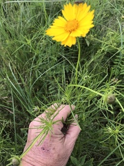 Coreopsis grandiflora