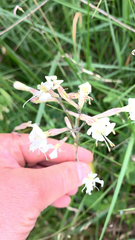 Silene nutans
