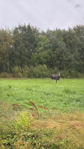 Moose