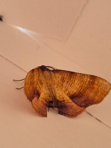 Scorched Wing