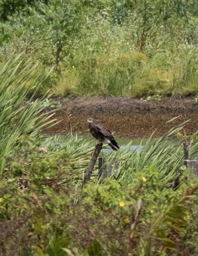 Snail Kite