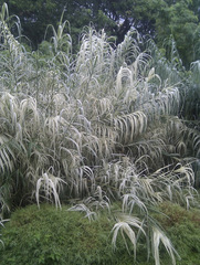 Arundo donax versicolor