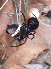 Latrodectus hesperus