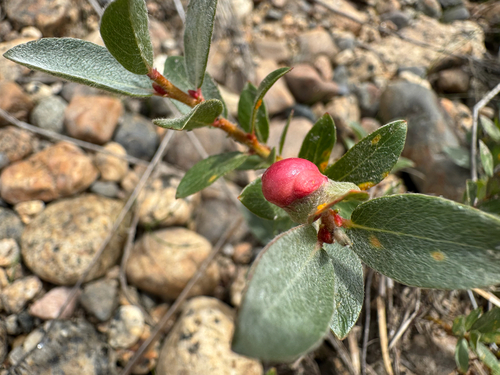 iNaturalist observation photo of Willow Apple Gall Sawfly