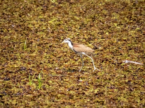 Wattled Jacana