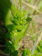 Cruciata glabra krylovii