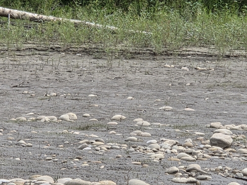 Semipalmated Plover