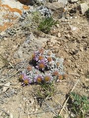 Townsendia spathulata