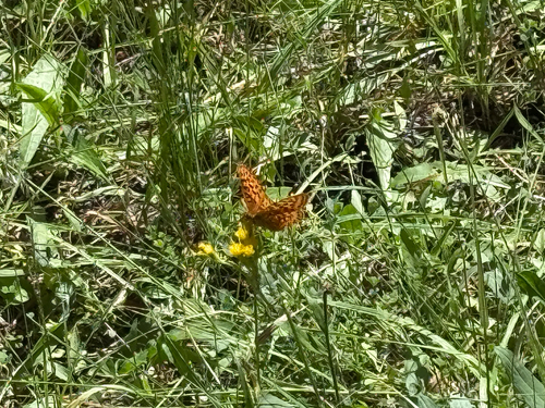 iNaturalist observation photo of Fritillaries