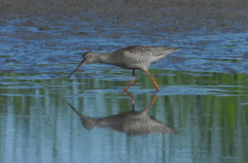 Spotted Redshank