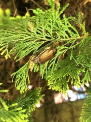 Melolontha melolontha