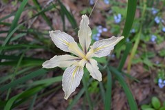 Iris fernaldii