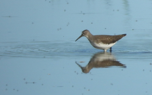 Green Sandpiper