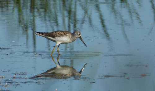 Common Greenshank
