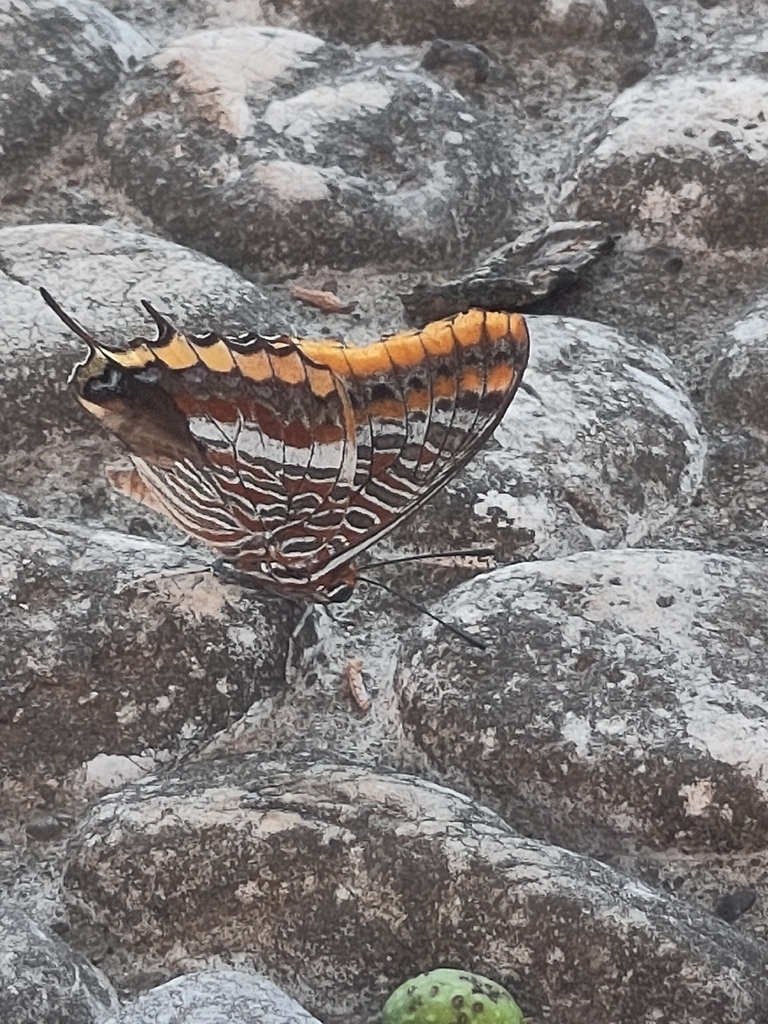 Two-tailed Pasha