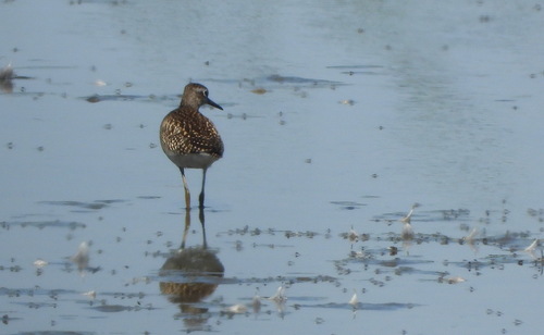 Wood Sandpiper