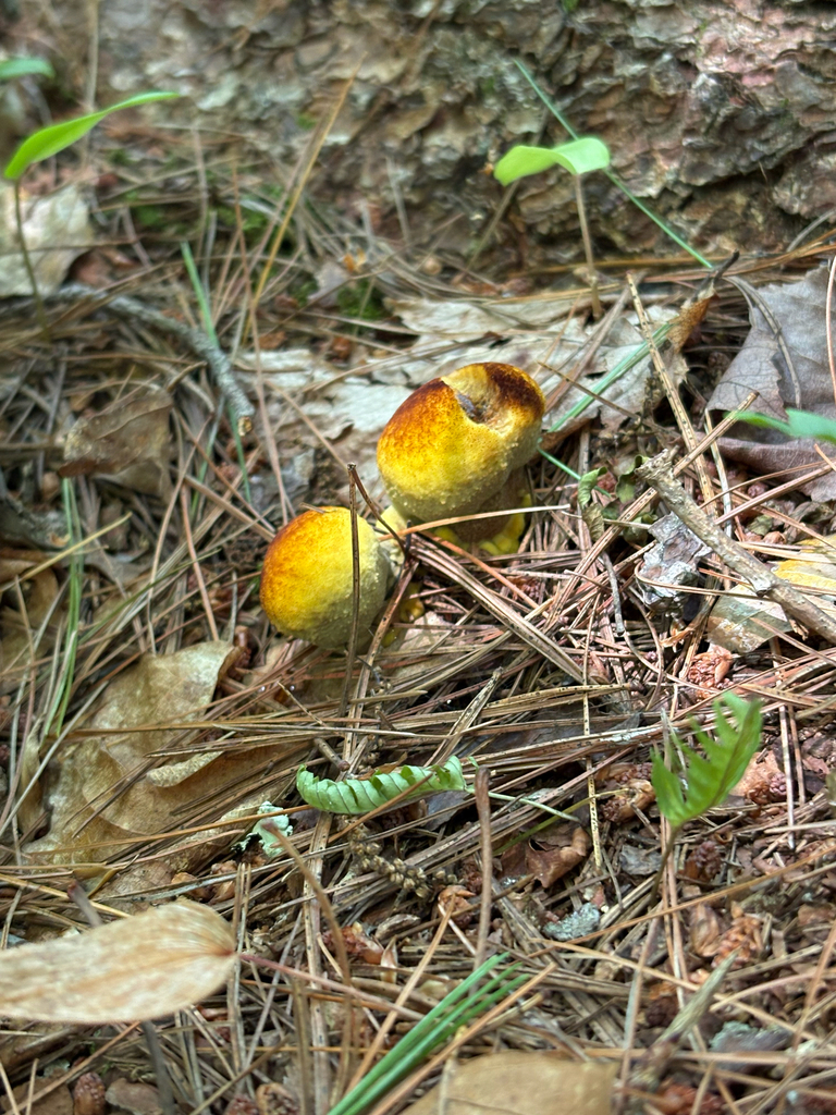 Phaeolus hispidoides · August 2026 · photo: Photo: (c) delognut, some rights reserved (CC BY) · iNaturalist