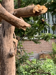 Xylocopa appendiculata