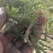 Acacia horrida