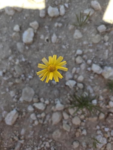 Tetraneuris scaposa, photograph 4