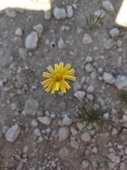 Tetraneuris scaposa, photograph (c) Rachel, some rights reserved (CC BY)