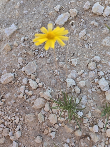 Tetraneuris scaposa, photograph 5