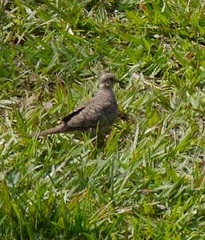 Columbina inca