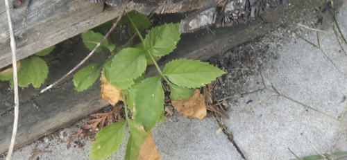 European black elderberry