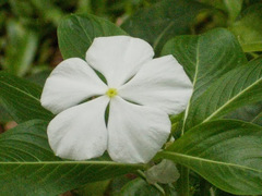 Catharanthus roseus