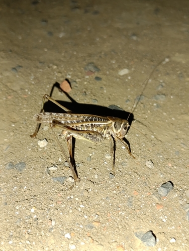 White-faced Bush-cricket