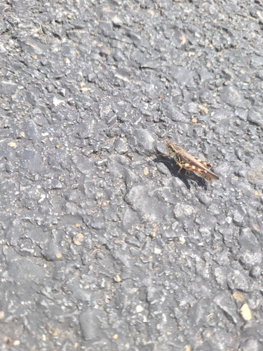 Huckleberry Spur-throat Grasshopper