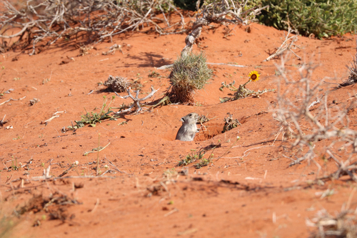 Brants's Whistling Rat