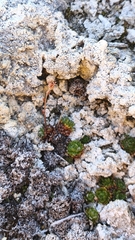 Saxifraga magellanica
