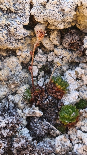 Saxifraga magellanica, photograph 2