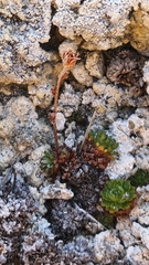 (c) Duban Espinoza, some rights reserved (CC BY) Saxifraga magellanica, photograph (c) Duban Espinoza, some rights reserved (CC BY)