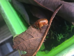 Aulacopalpus castaneus