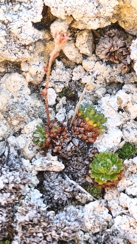Saxifraga magellanica, photograph 3