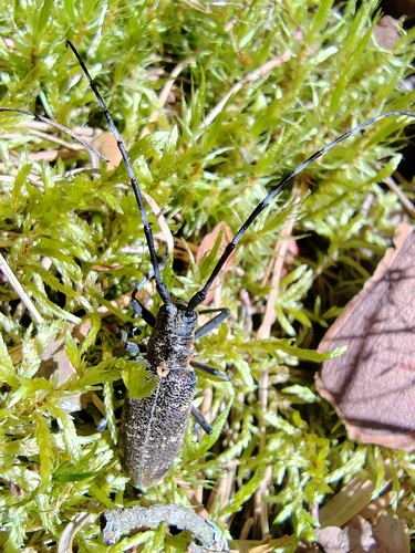 Pine Sawyer Beetle