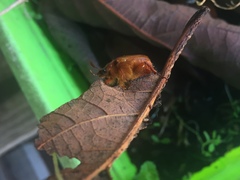 Aulacopalpus castaneus