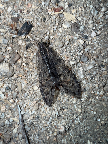 iNaturalist observation photo of Polystoechotes punctata