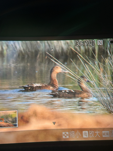 iNaturalist image