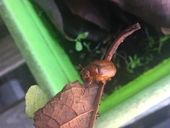 Aulacopalpus castaneus