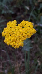 Achillea tomentosa