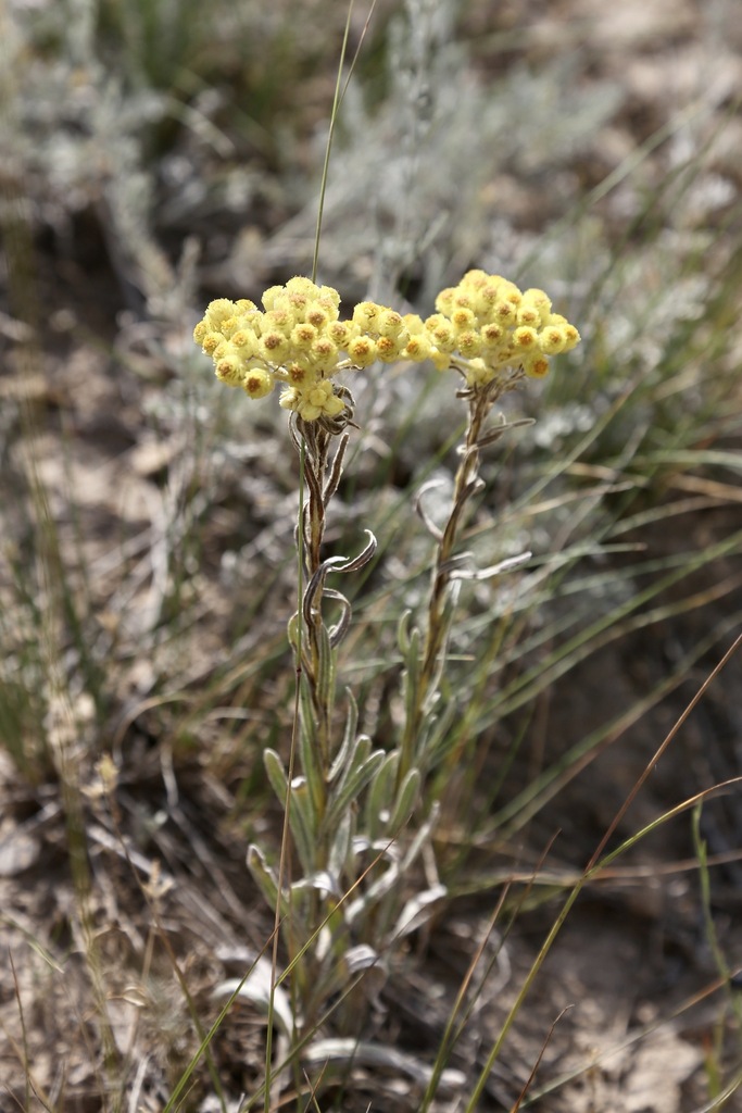 Helichrysum maracandicum (Helichrysum maracandicum)